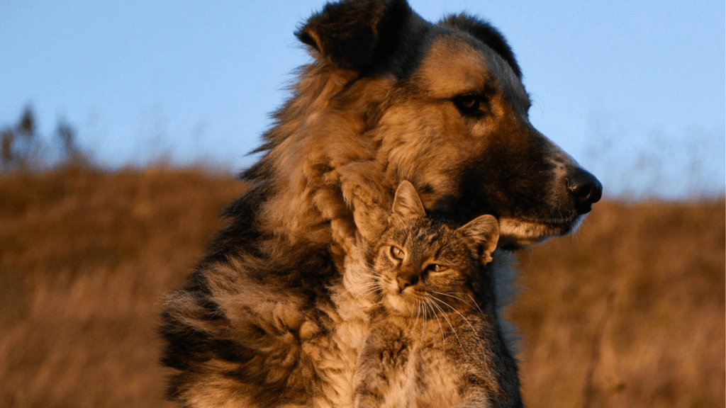 Should I get a dog or cat