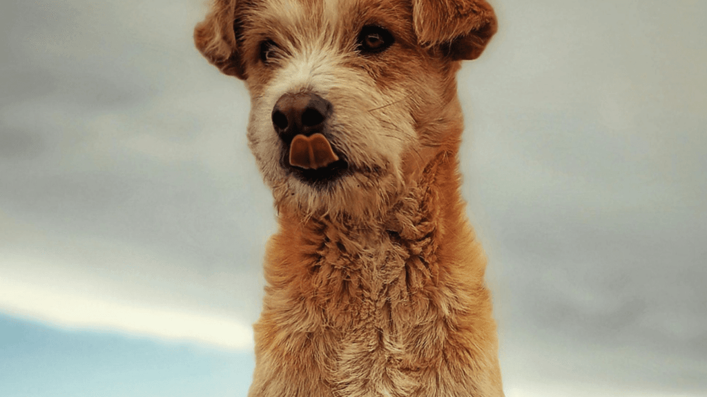 Should I get a dog or cat