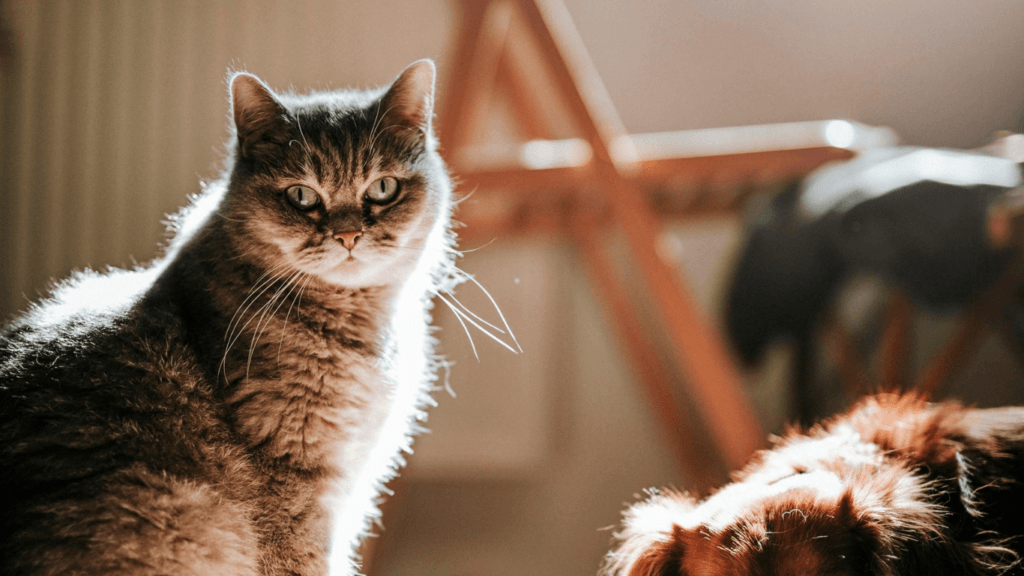 Should I get a dog or cat