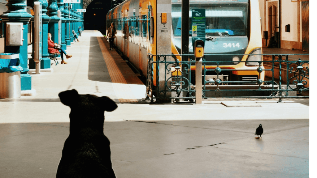 Can i travel with dog in train