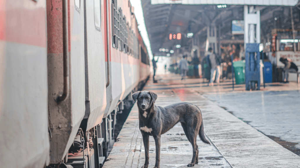 Can i travel with dog in train
