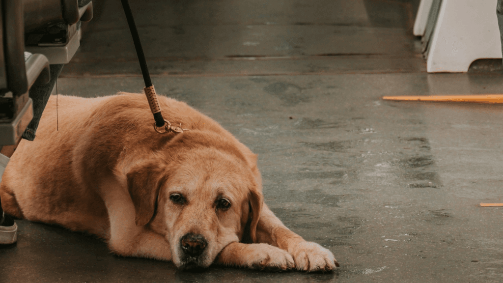 Can i travel with dog in train