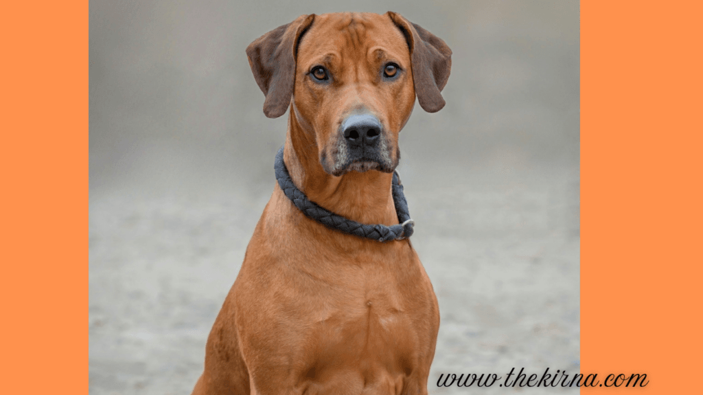 What Is the Strongest Dog on Earth