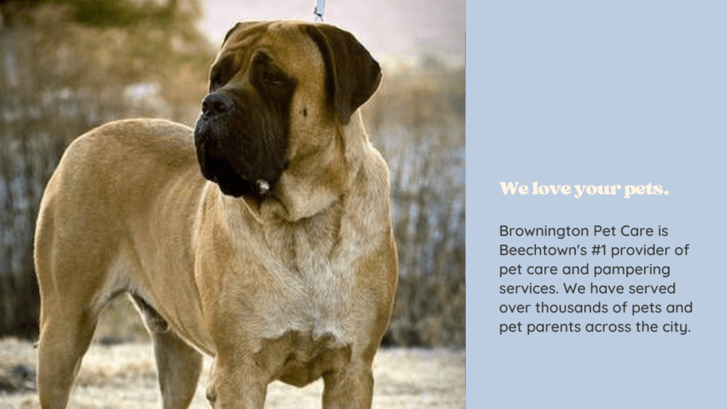 What Is the Strongest Dog on Earth