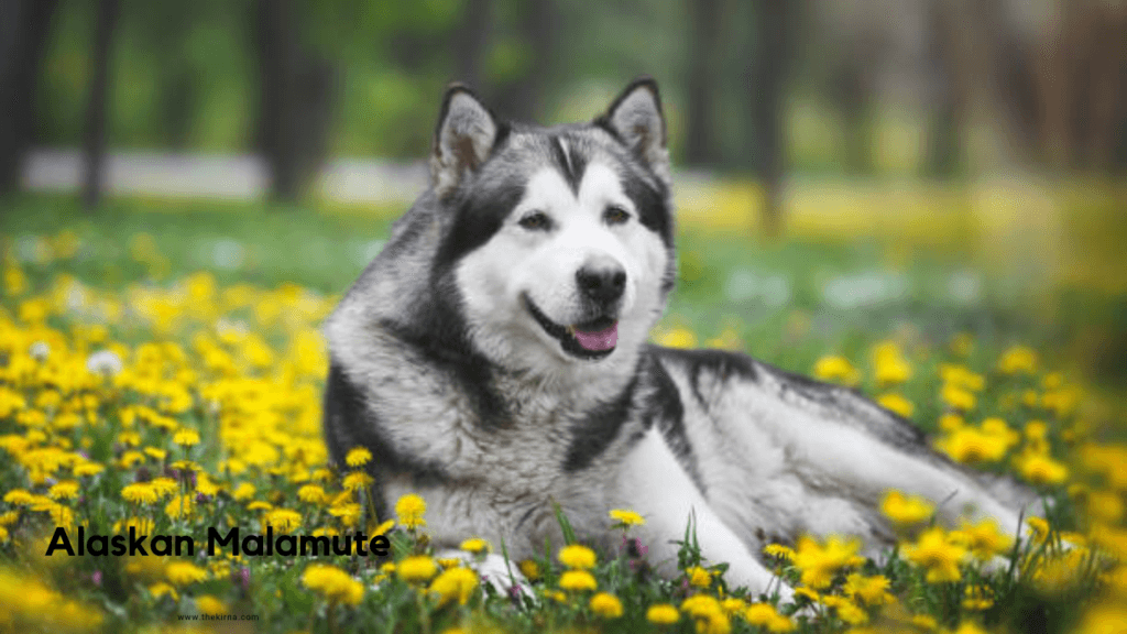 What Is the Strongest Dog on Earth
