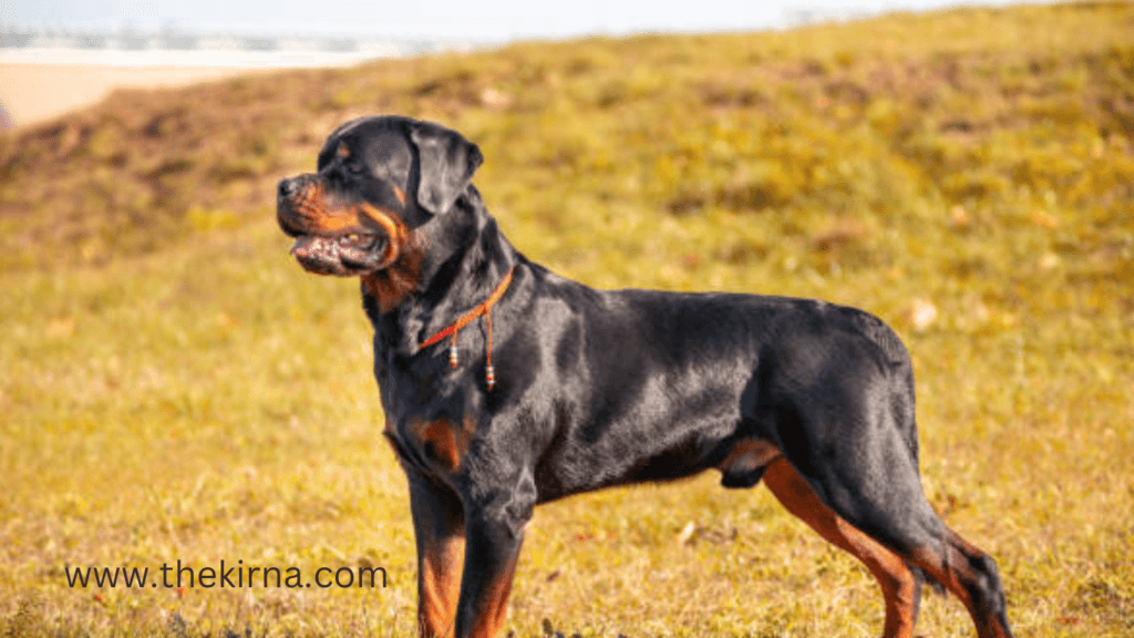 What Is the Strongest Dog on Earth