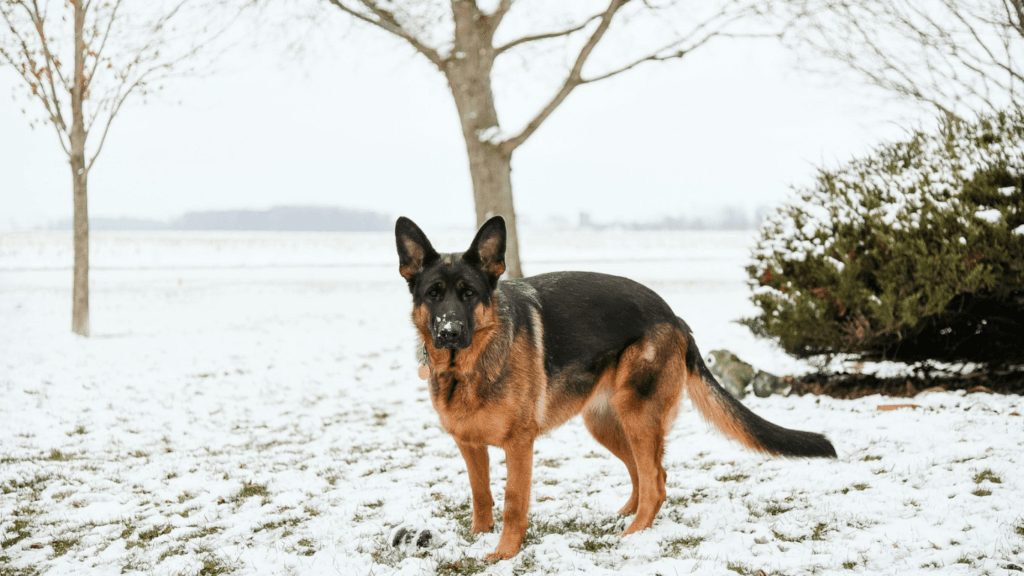 What Is the Strongest Dog on Earth