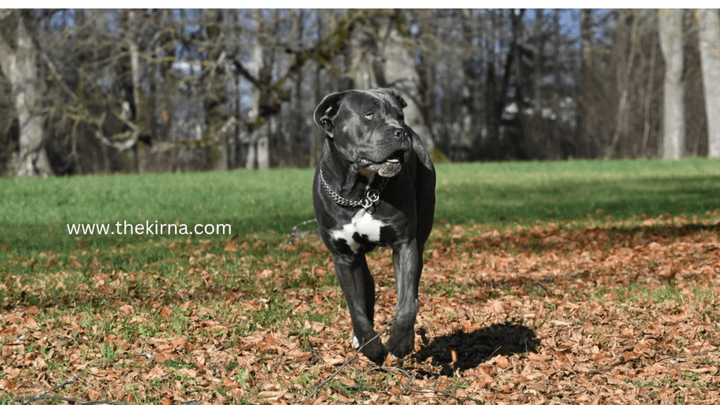 What Is the Strongest Dog on Earth