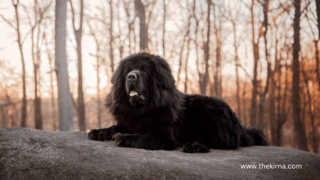 What Is the Strongest Dog on Earth