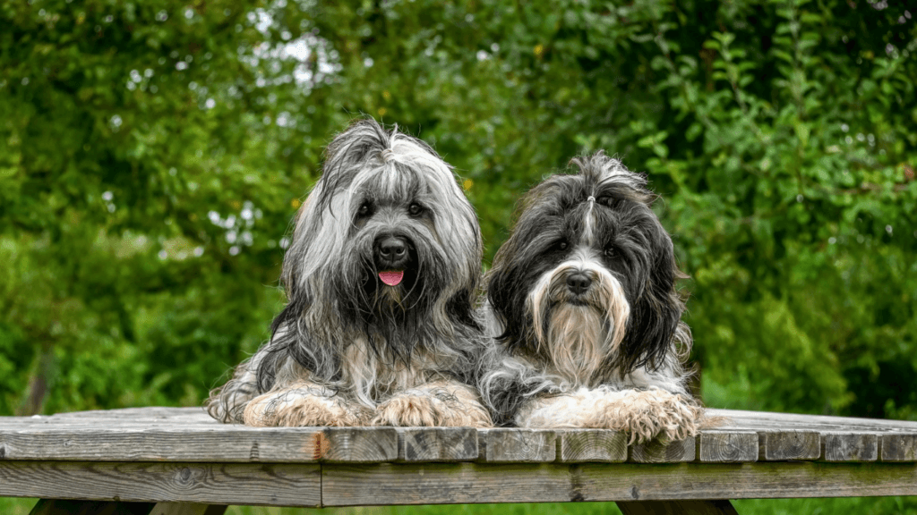 how to get dog hair to grow faster