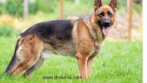 best dog breeds for protection and family