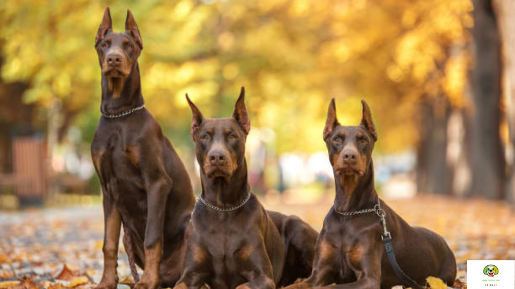best dog breeds for protection and family