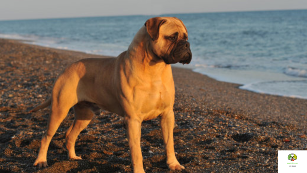 best dog breeds for protection and family