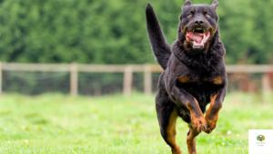 best dog breeds for protection and family