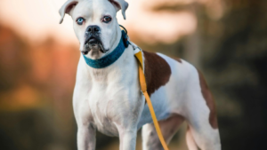 best dog breeds for protection and family