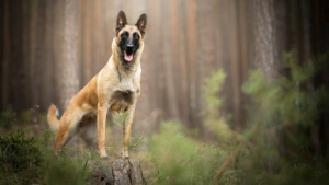 best dog breeds for protection and family