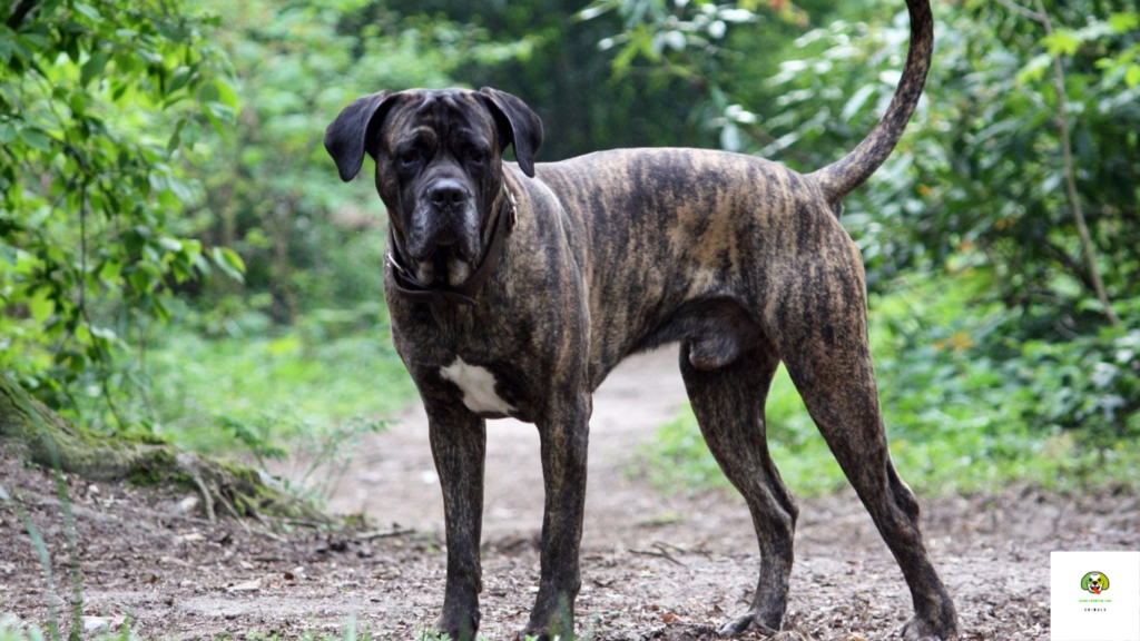 best dog breeds for protection and family