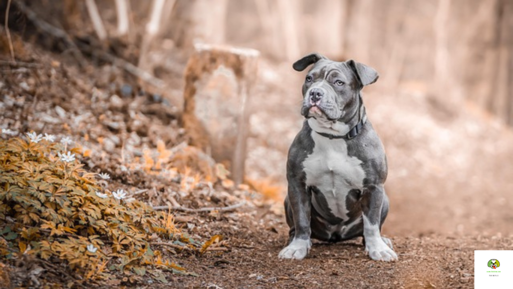 best dog breeds for protection and family