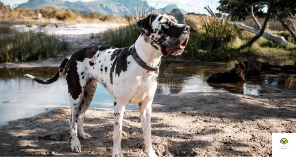 best dog breeds for protection and family