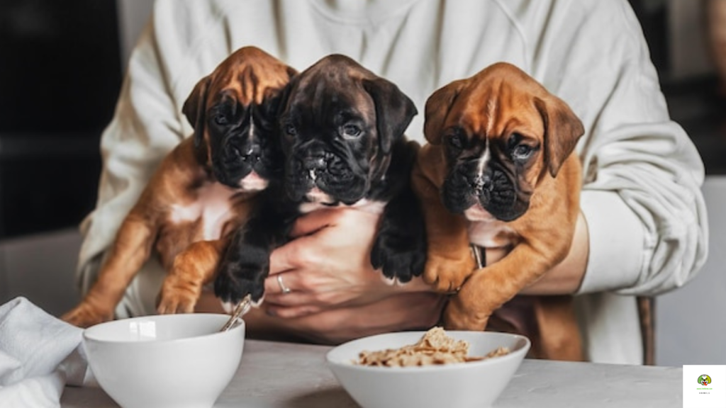 What do boxer dogs eat