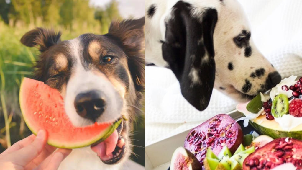 What do boxer dogs eat