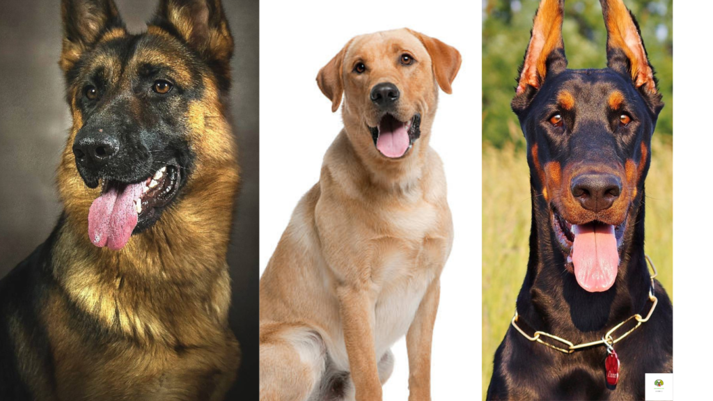 What is the most popular dog in germany