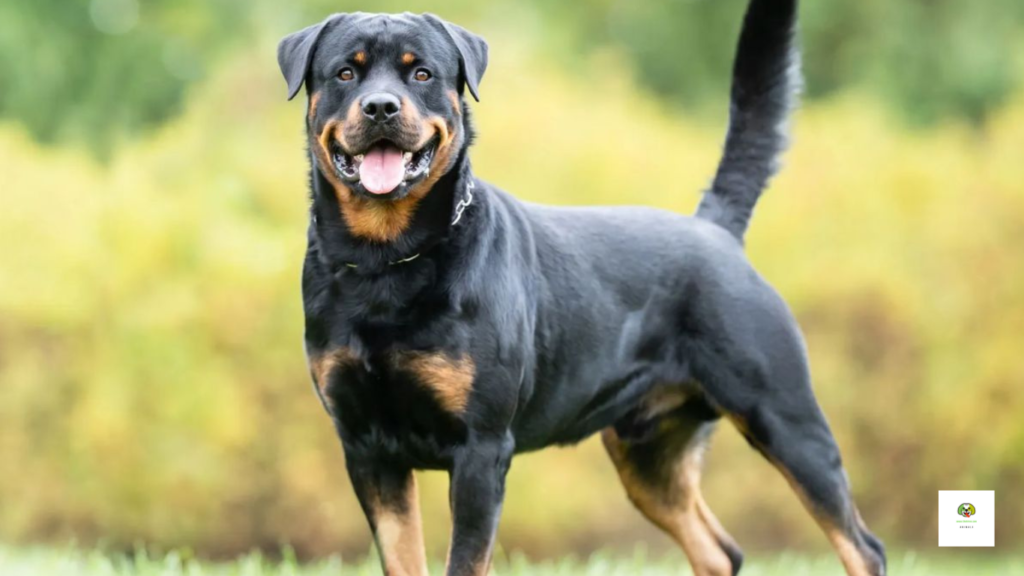 What is the most popular dog in germany