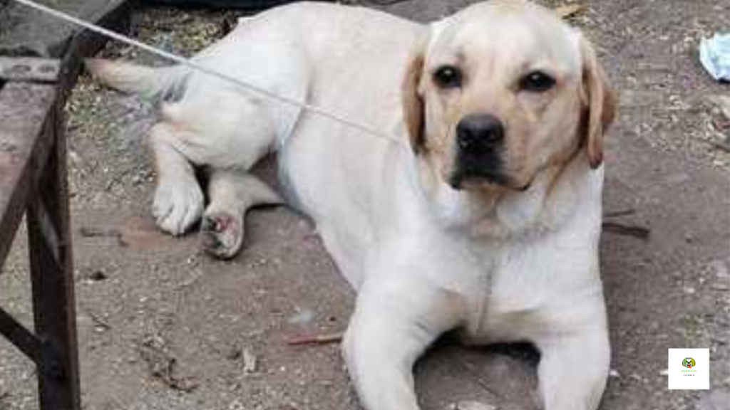 What is the most popular dog in germany