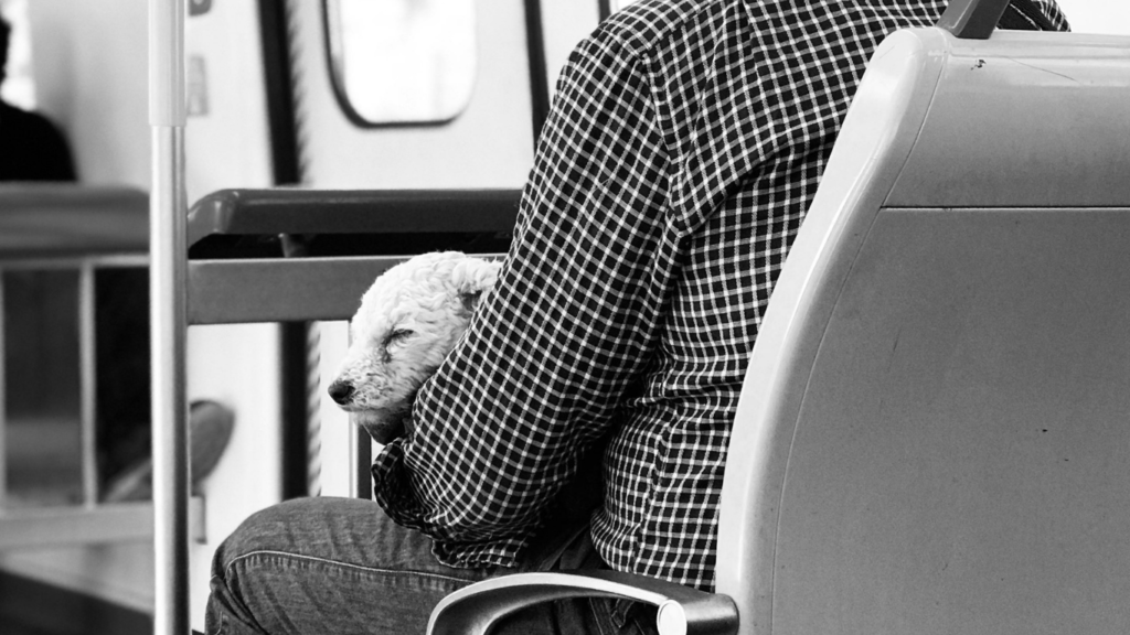 Can Dogs Travel on International Flights