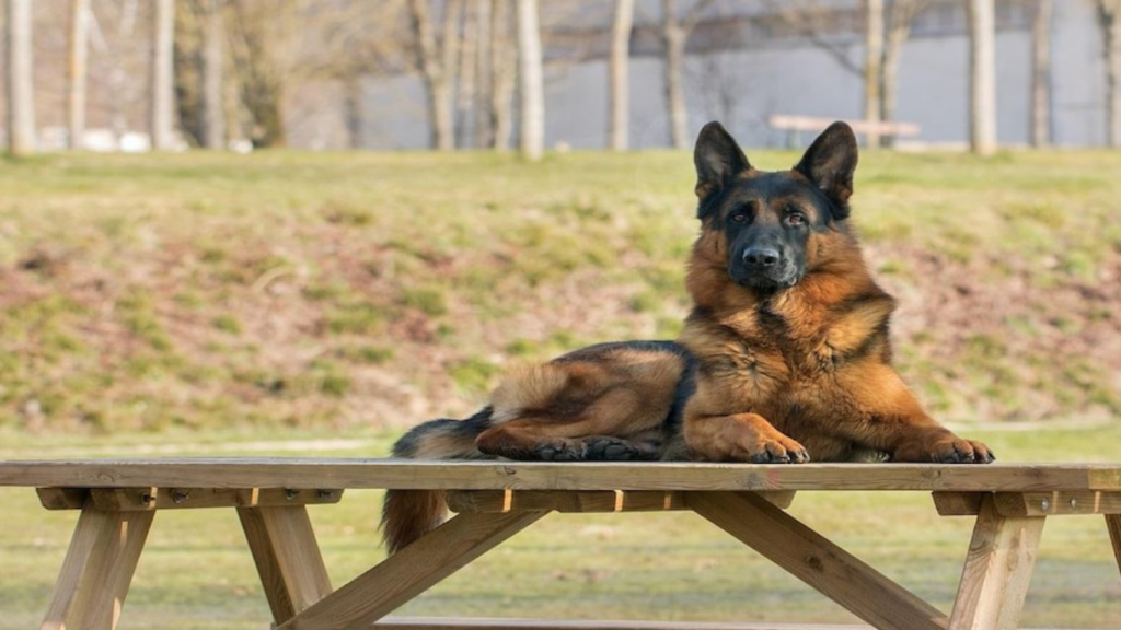 Can Dogs Travel on International Flights