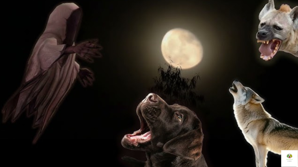 Can Dogs See Ghosts at night