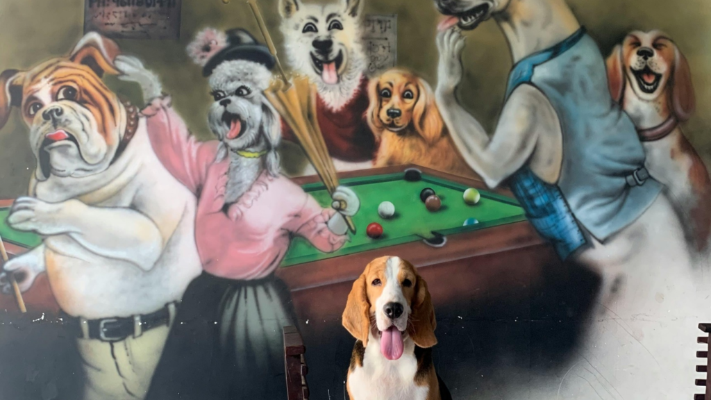 Can Dogs See Ghosts at night