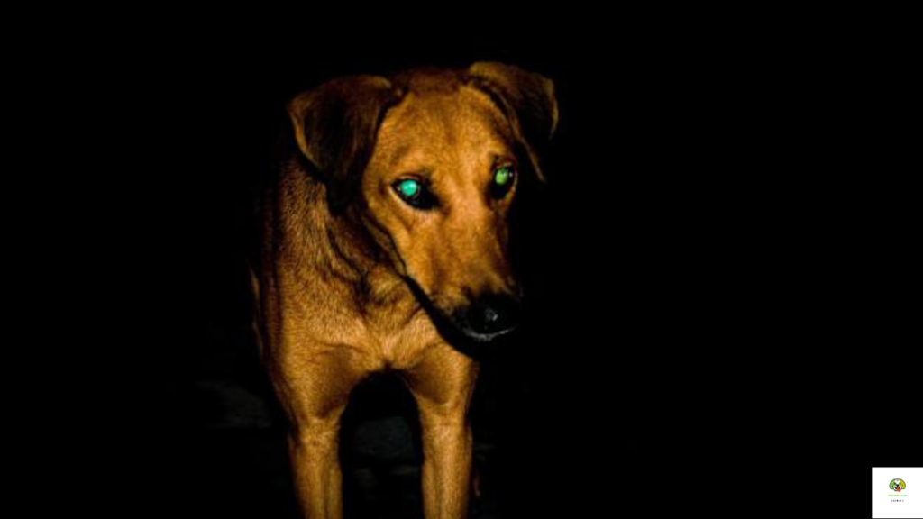 Can Dogs See Ghosts at night