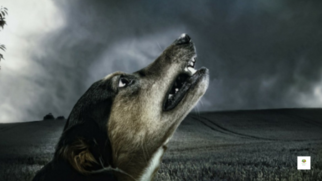 Can Dogs See Ghosts at night