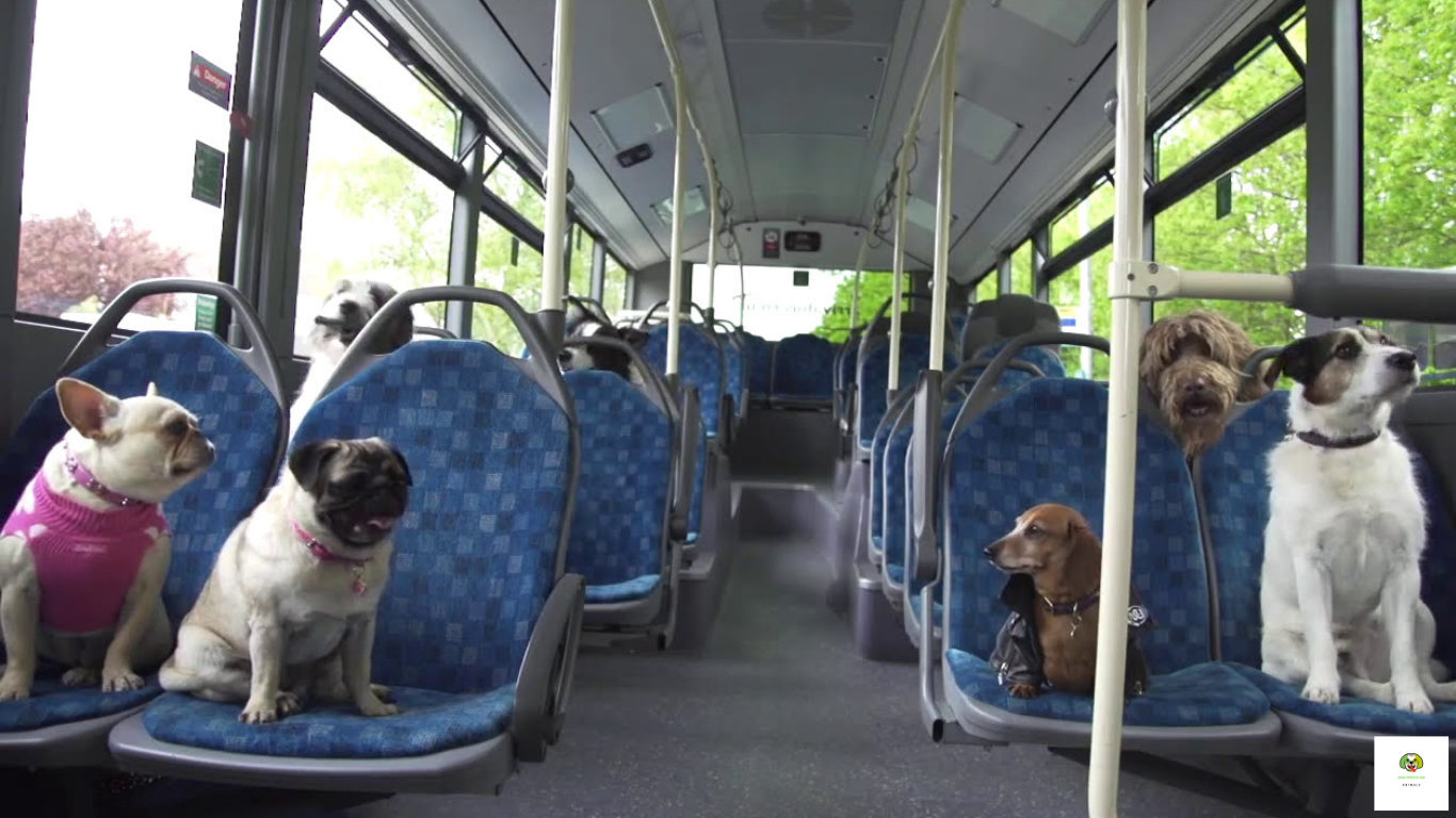 Can Dogs Travel on Buses in the UK? Everything You Need to Know Before ...
