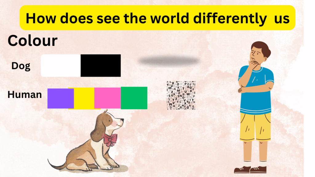 How dogs see the world differently from us