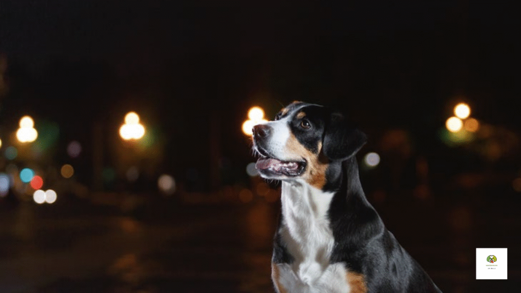 How dogs see the world differently from us