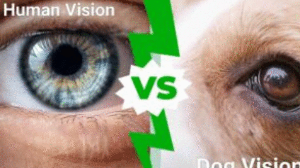 How dogs see the world differently from us