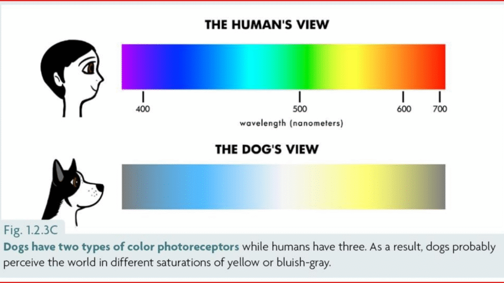 How dogs see the world differently from us