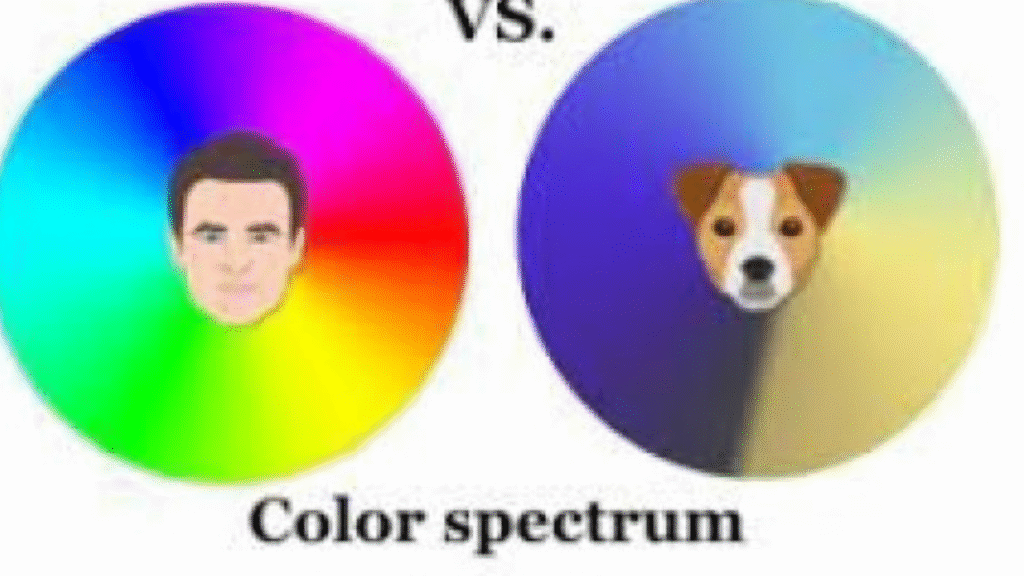 How dogs see the world differently from us