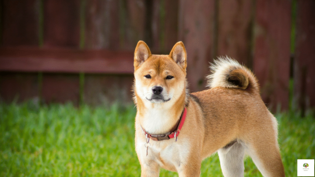 Why are Akita Dogs Dangerous