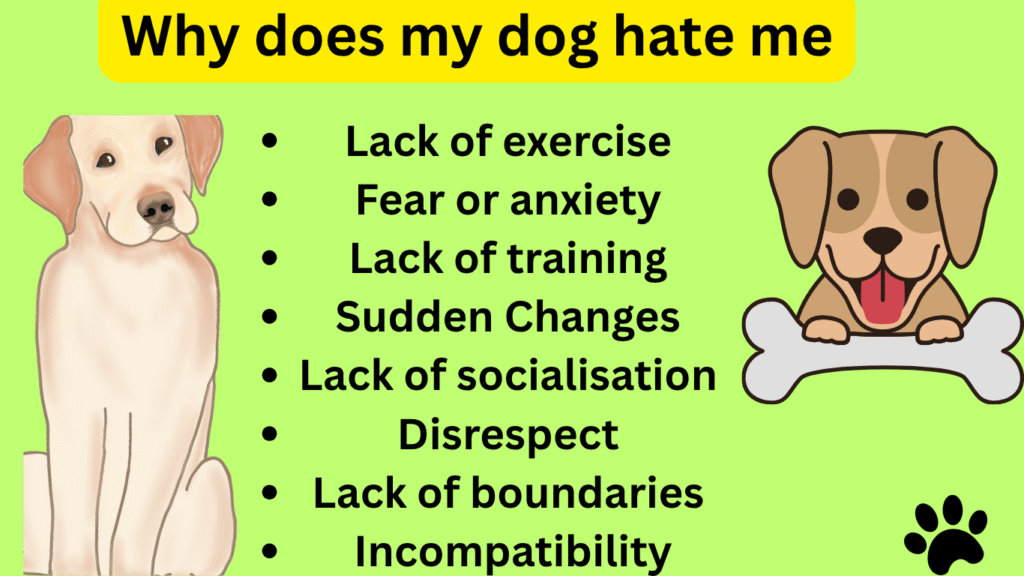 why does my dog hate me