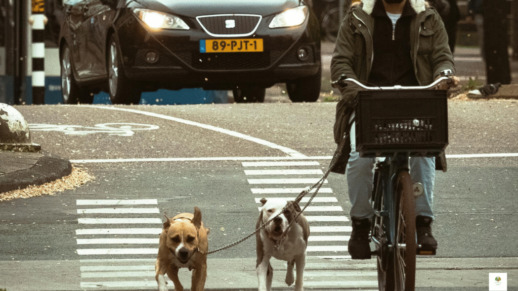 taking dogs on public transportation