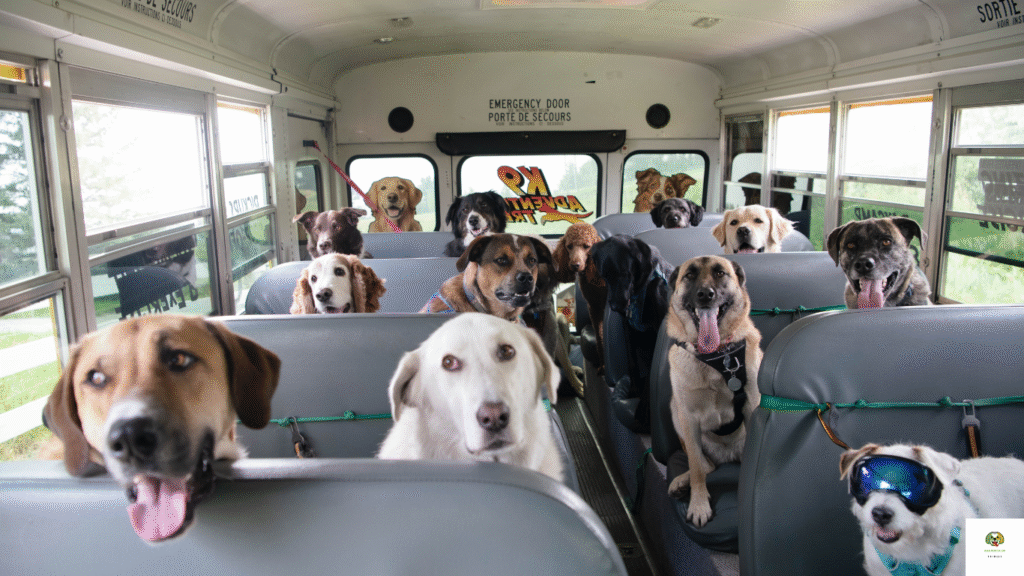 Are Dogs Allowed On Buses