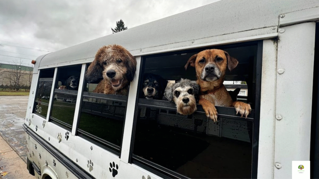 Are Dogs Allowed On Buses