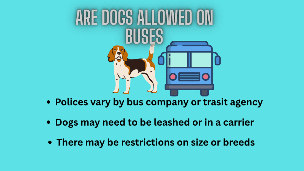 Are Dogs Allowed On Buses