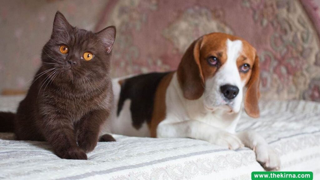 Are Beagle Dogs Good Family Pets