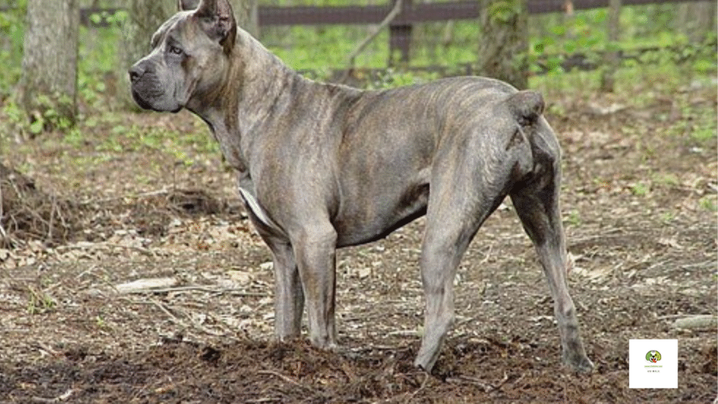 Which Dog Breeds Are Banned In Usa