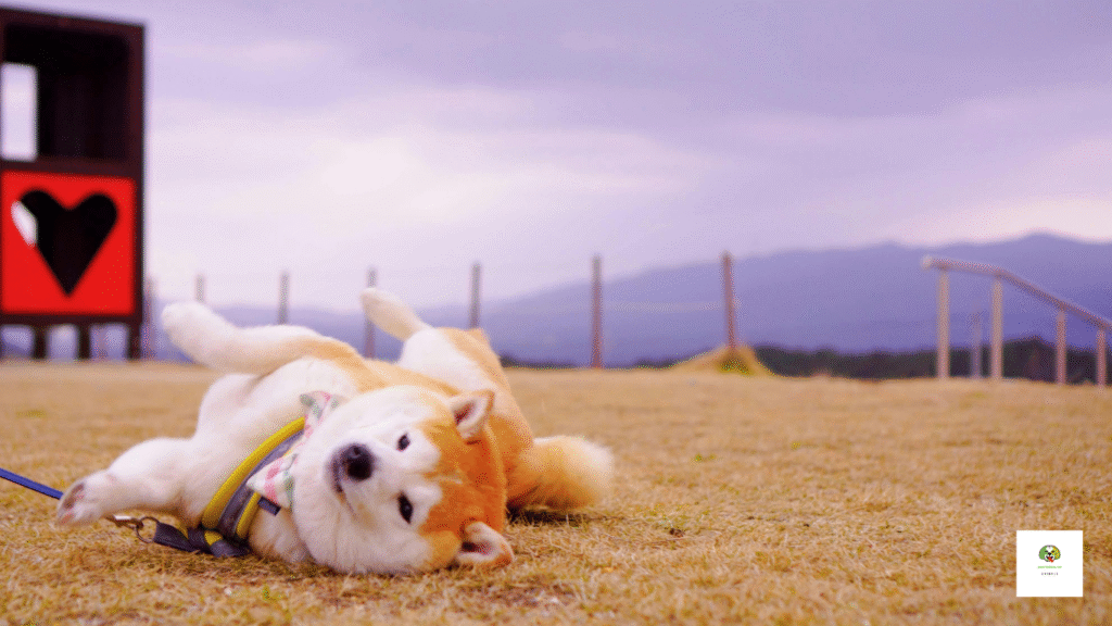 Akita Is A Breed Of Dog From Which Country