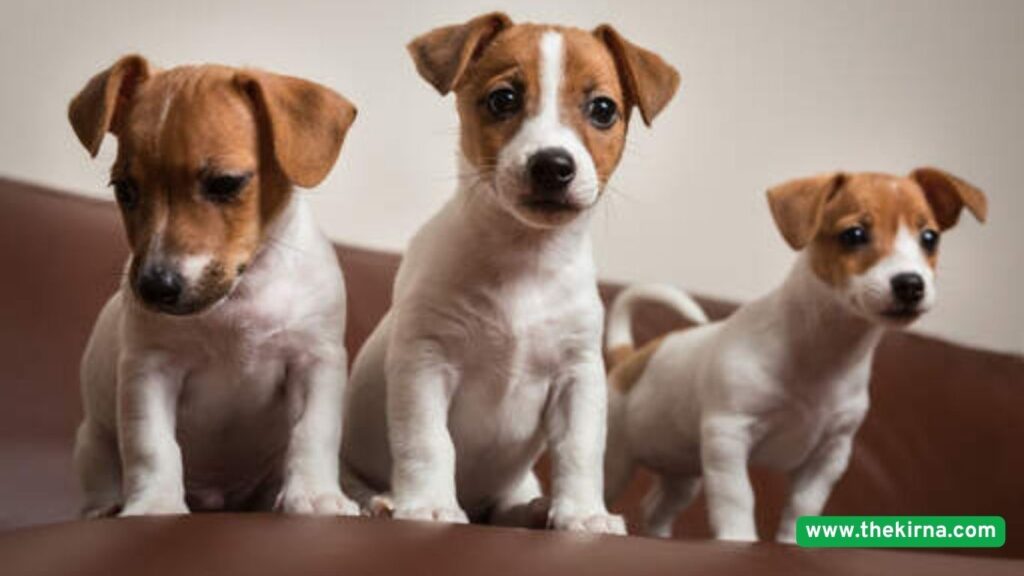 Top 5 dog breeds that live the longest